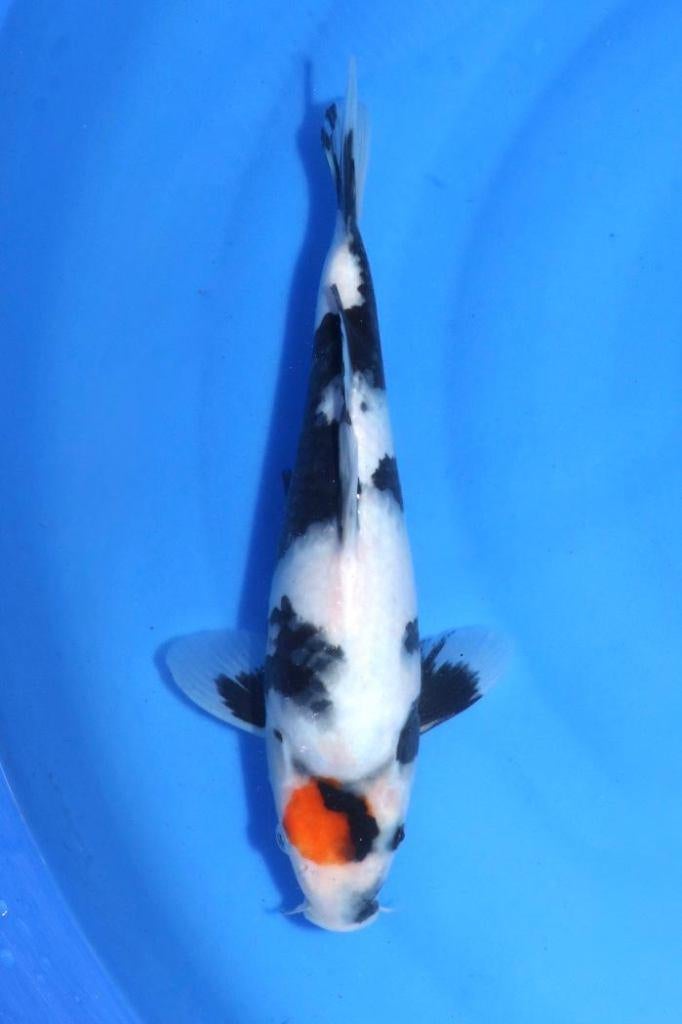 prachtige tancho showa van omosako, Karper of Koi