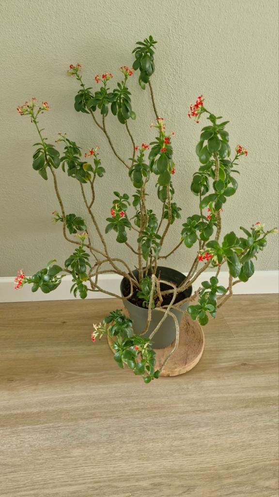 Kalanchoë plant, Huis en Inrichting, Kamerplanten, Ophalen, Volle zon, Minder dan 100 cm