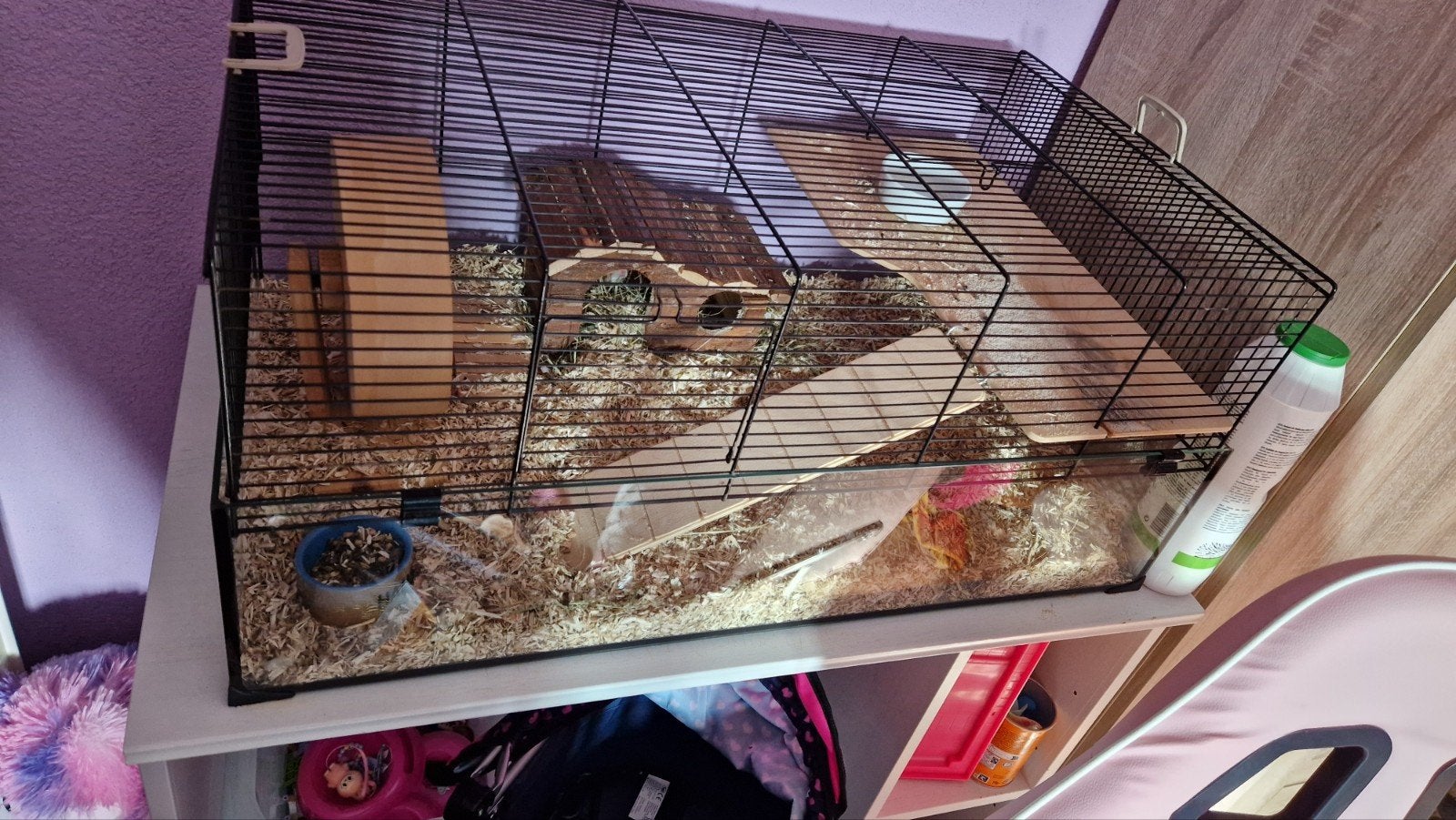 Lieve goudhamster, Dieren en Toebehoren, Knaagdieren, Hamster, Maart, Mannelijk, Tam