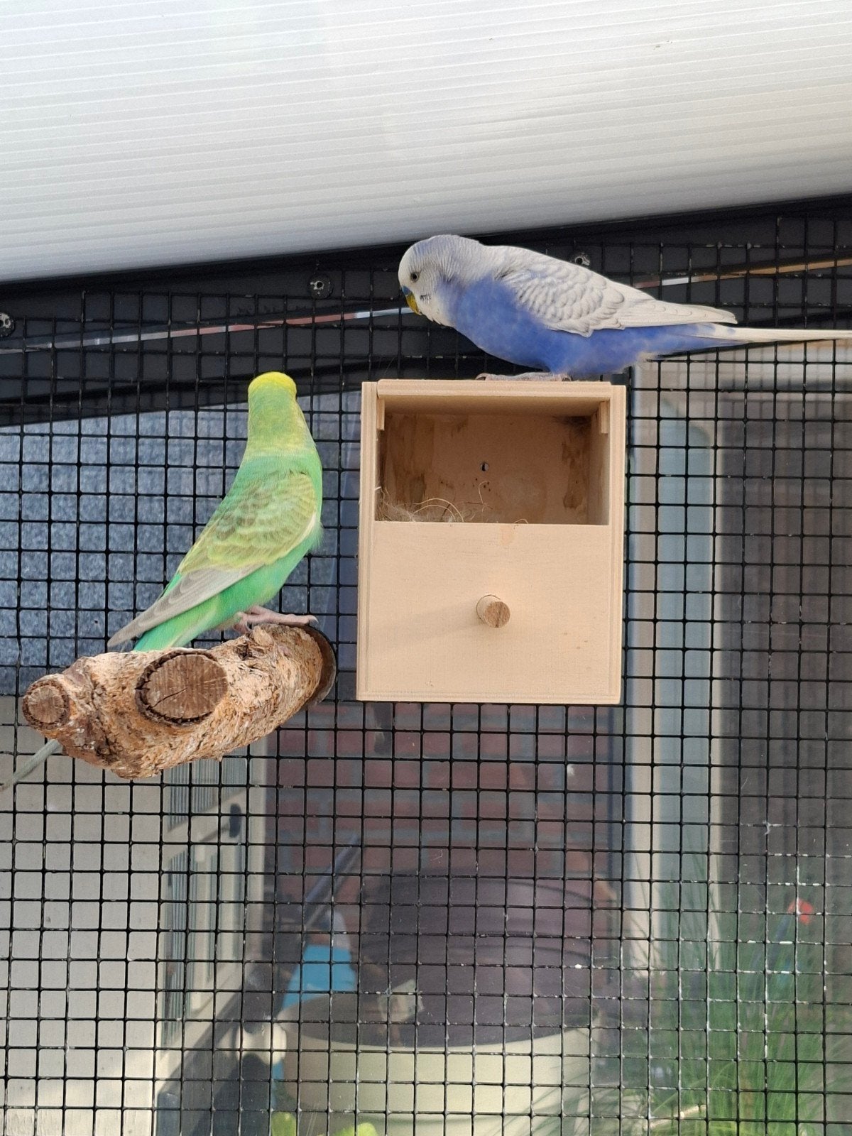 Mooi onverwant koppel grasparkieten., Dieren en Toebehoren, Meerdere dieren, Parkiet