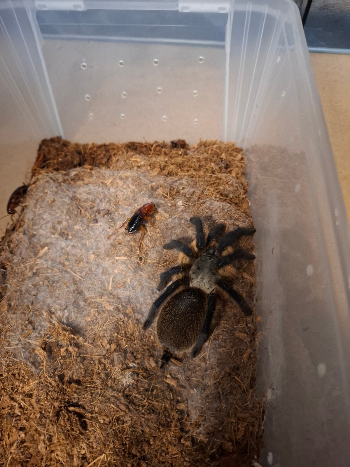 Balfuri female, Hagedis, 0 tot 2 jaar