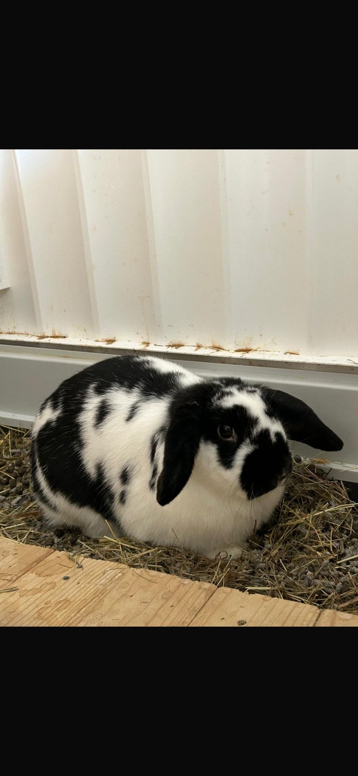 Konijn genaamd Oreo, Vrouwelijk, Dwerg