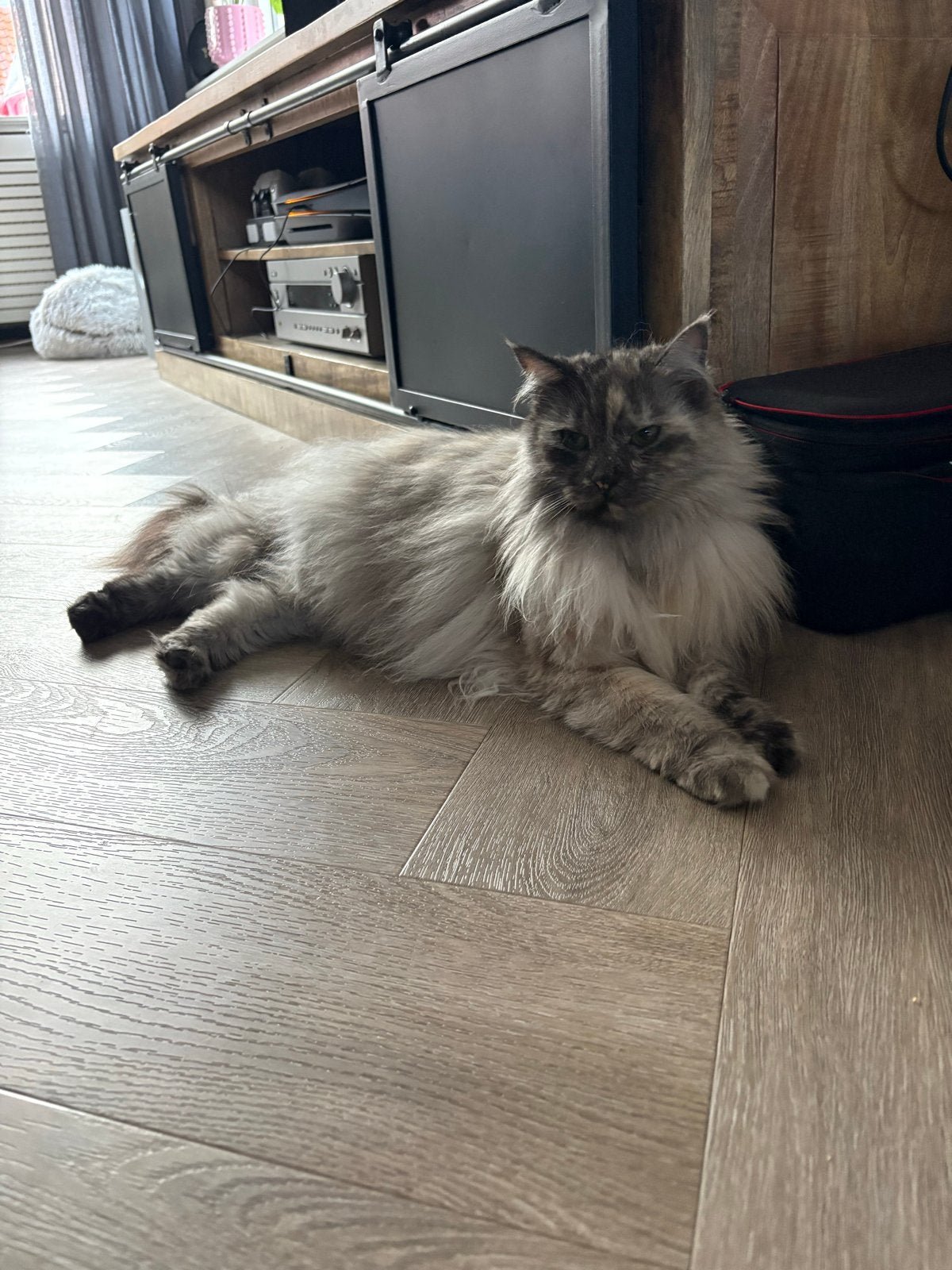 Noor (Maine Coon, 4) zoekt nieuw thuis, Dieren en Toebehoren, Katten en Kittens | Overige Katten, Poes, Langharig, 3 tot 5 jaar