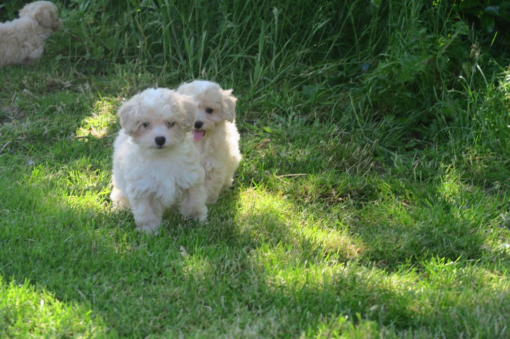 Leuke Kleine Maltipoo pups, Poedel, Parvo, Nederland, 8 tot 15 weken