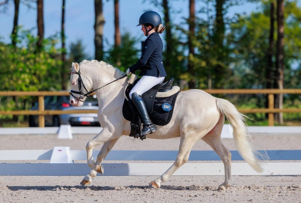 De knapste kinder b-pony, Dieren en Toebehoren, Pony's, Ruin, L, B pony (1.17m tot 1.27m), Dressuurpony, 7 tot 10 jaar, Gechipt