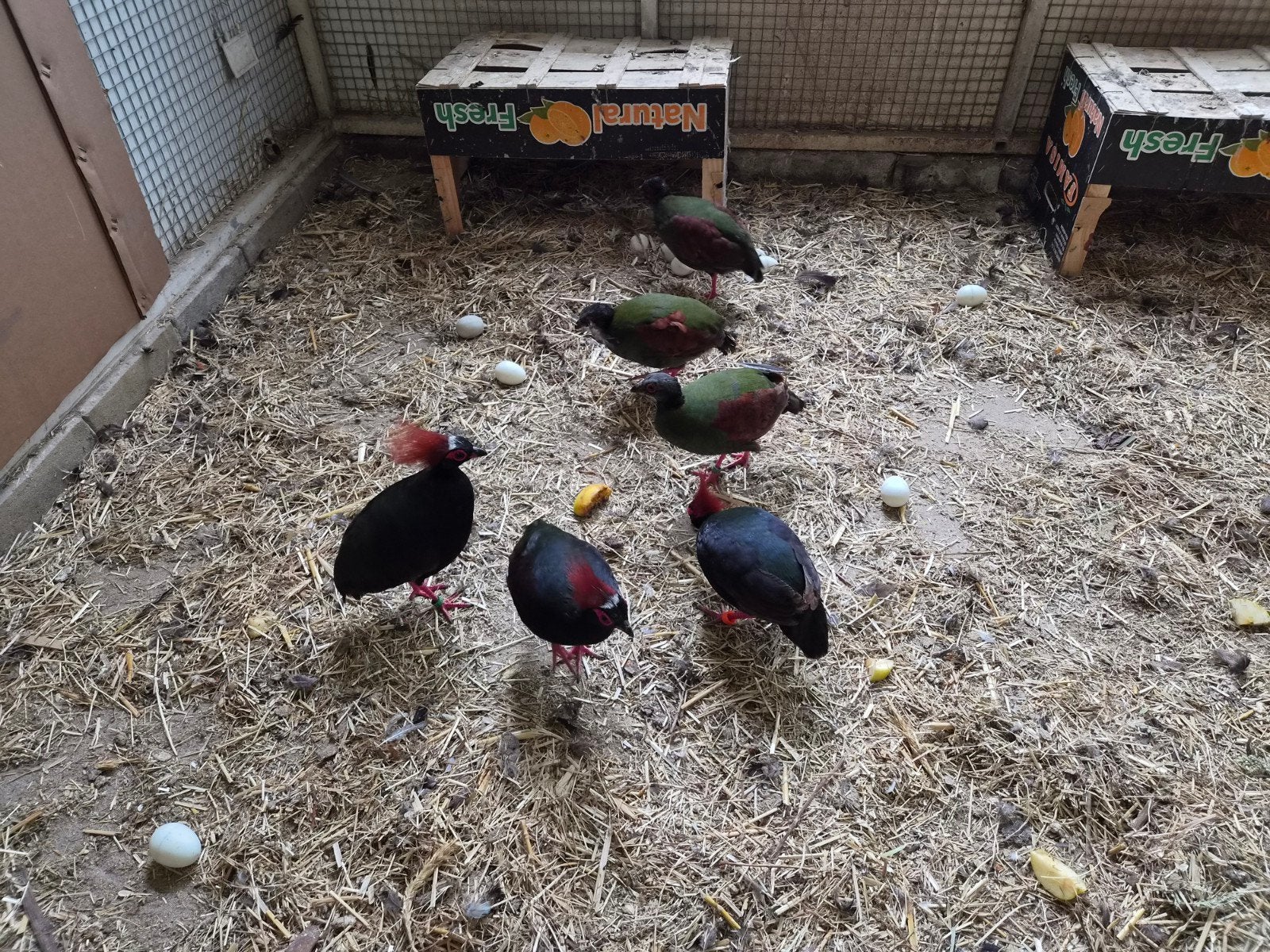 roulroul s, Dieren en Toebehoren, Meerdere dieren, Tam