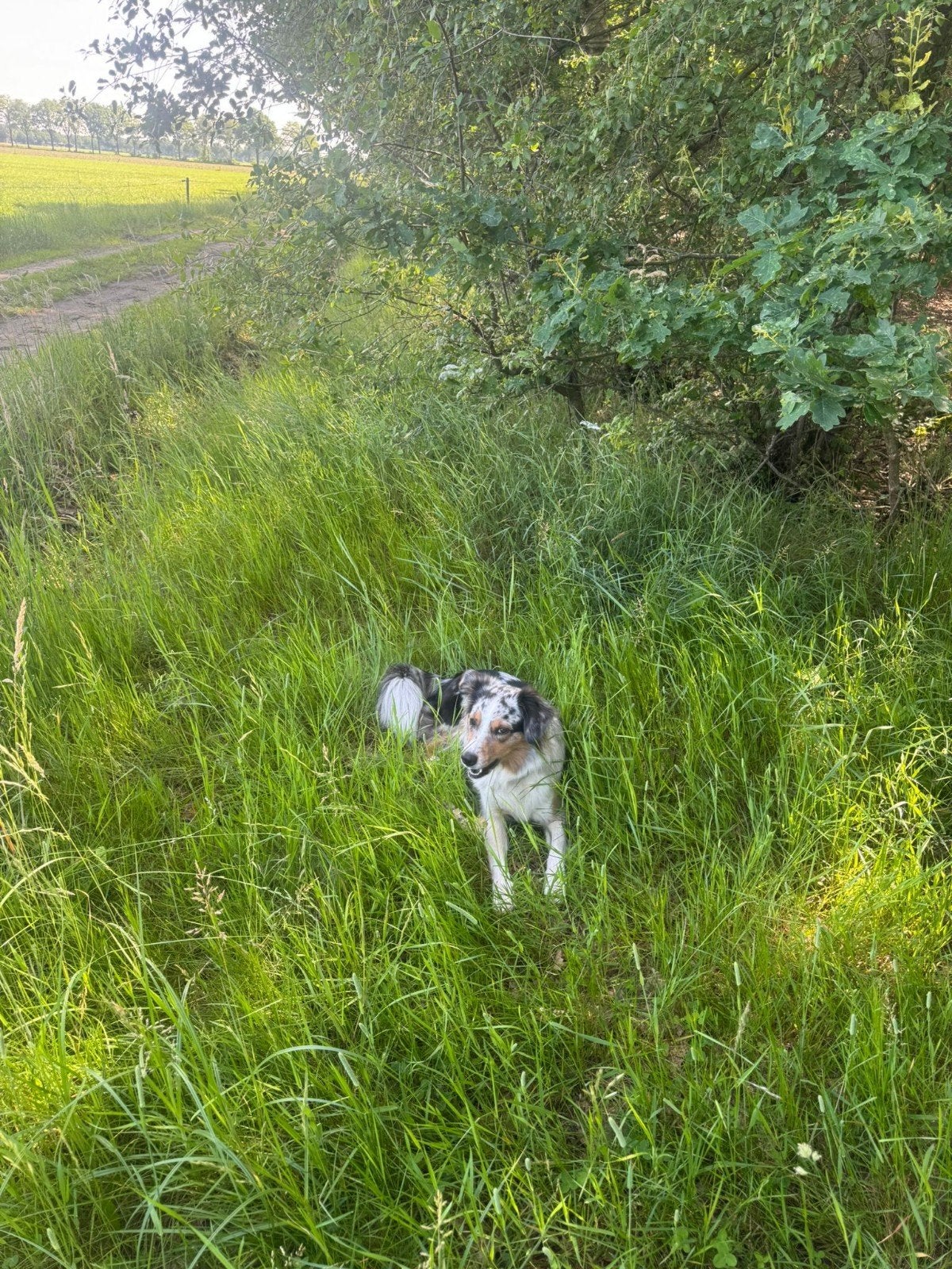 Wandel maatje of uitlaat hulp, Dieren en Toebehoren, Overige rassen, 1 tot 2 jaar, Teef, Eén hond
