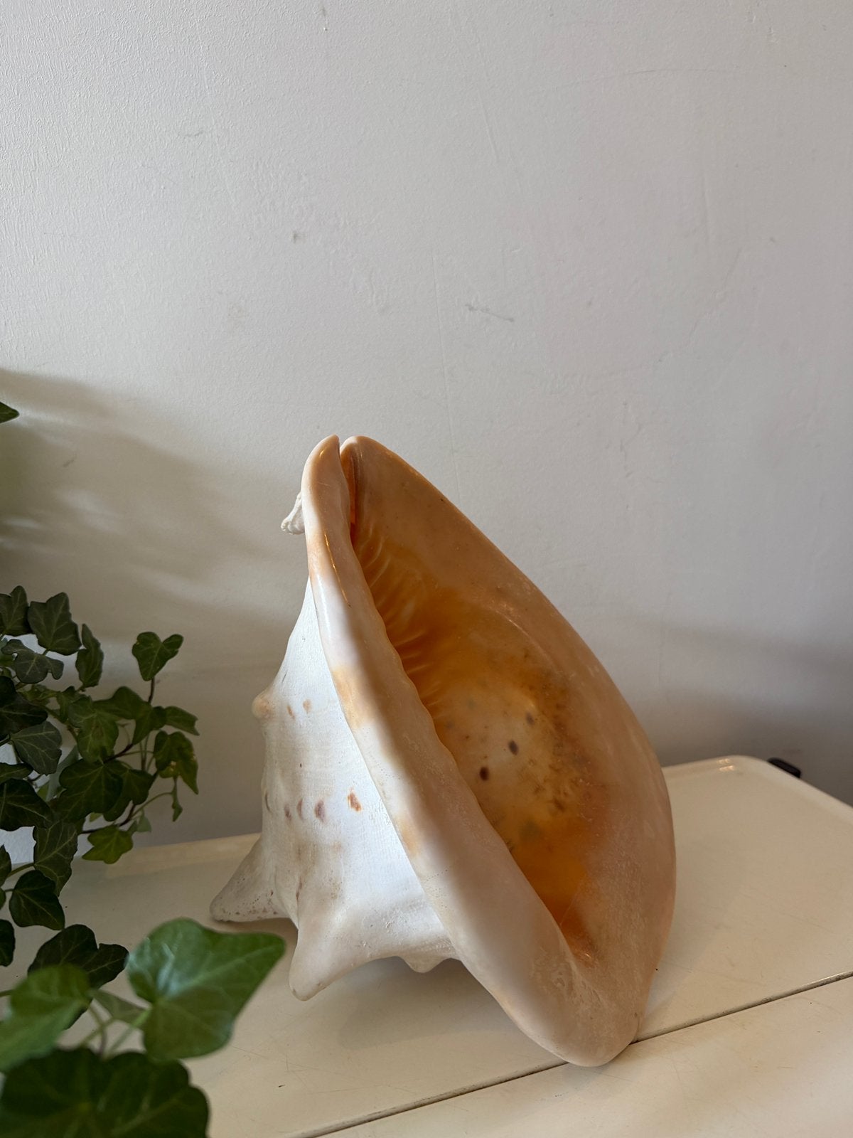 Cassis Cornuta Helmschelp, Ophalen of Verzenden