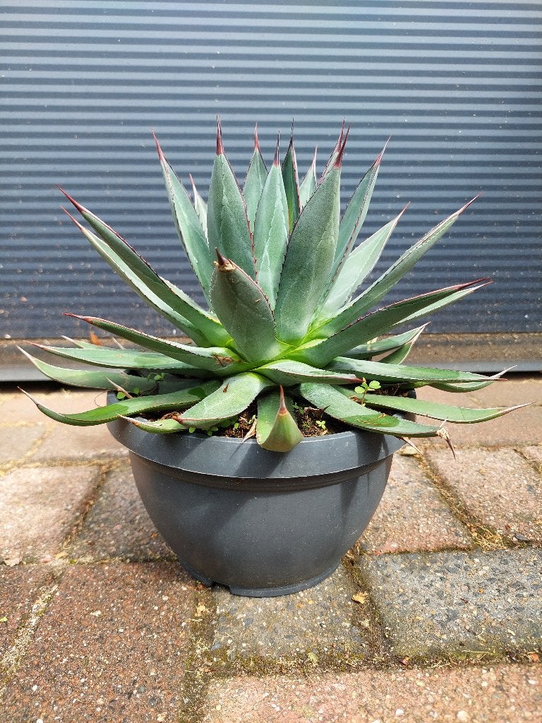 Agave Celsii Nova Blue - Agave / Eeuwplant H: 32 cm., Volle zon, Vaste plant, Bloeit niet, Ophalen