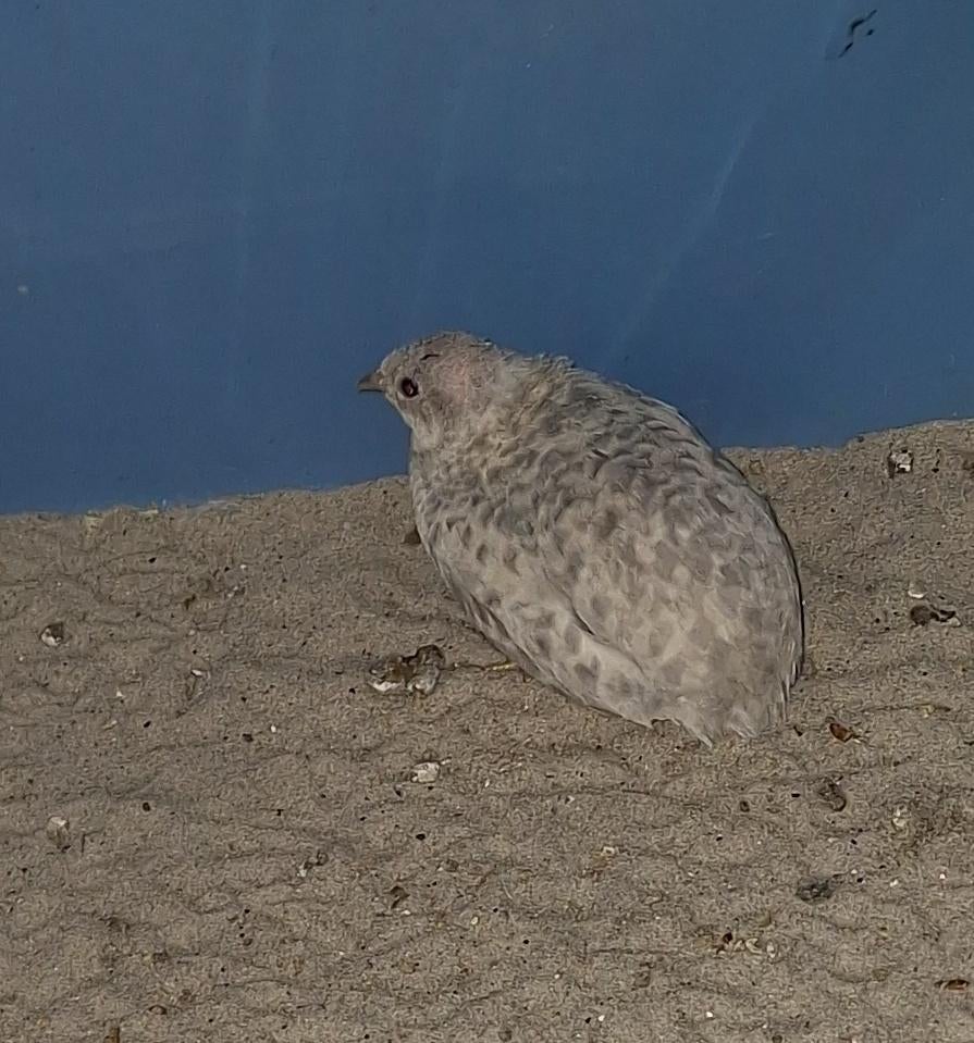 3 Chinese dwergkwartels, Dieren en Toebehoren, Pluimvee, Overige soorten, Meerdere dieren