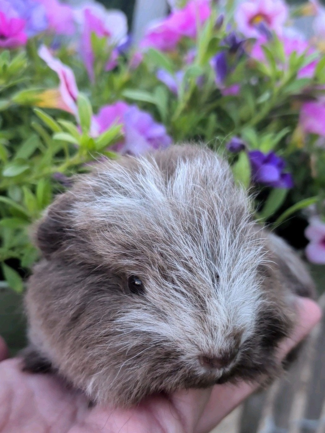Ch Teddy baby cavia zeug meisje, Dieren en Toebehoren, Knaagdieren, Cavia, Juli, Vrouwelijk, Tam