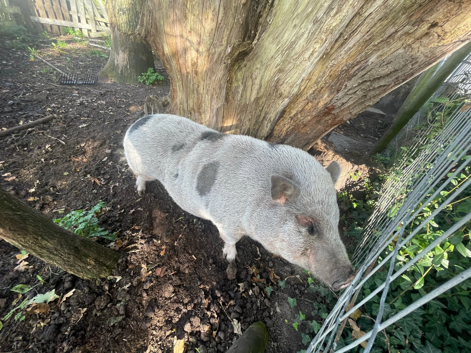 Mini-Göttinger zeugje., Dieren en Toebehoren