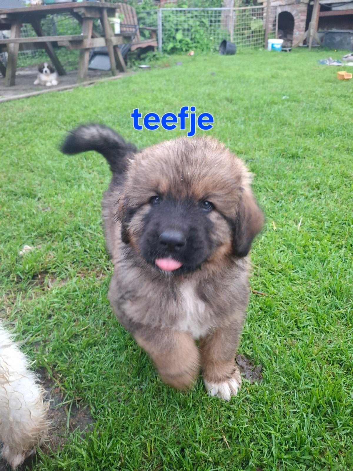 Leonberger / Pyreneese berghond, 2 pups beschikbaar, 8 tot 15 weken, Meerdere, Meerdere dieren, Nederland