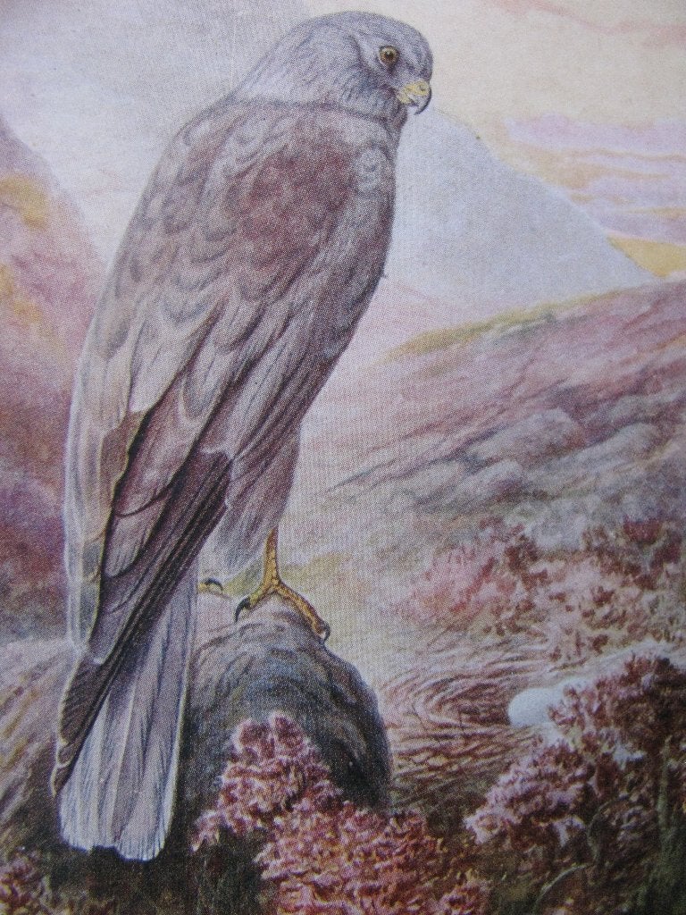 Antieke Kaart met Roofvogel / Vogel - Blauwe Kiekendief, Verzenden, Voor 1920, Ongelopen, Vogel