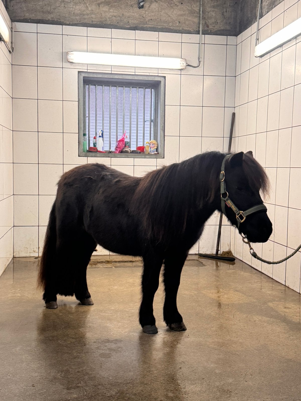 🩷Prachtige bijna 3 jarige merrie🩷, Dieren en Toebehoren, Merrie, Met stamboom, A pony (tot 1.17m), 3 tot 6 jaar