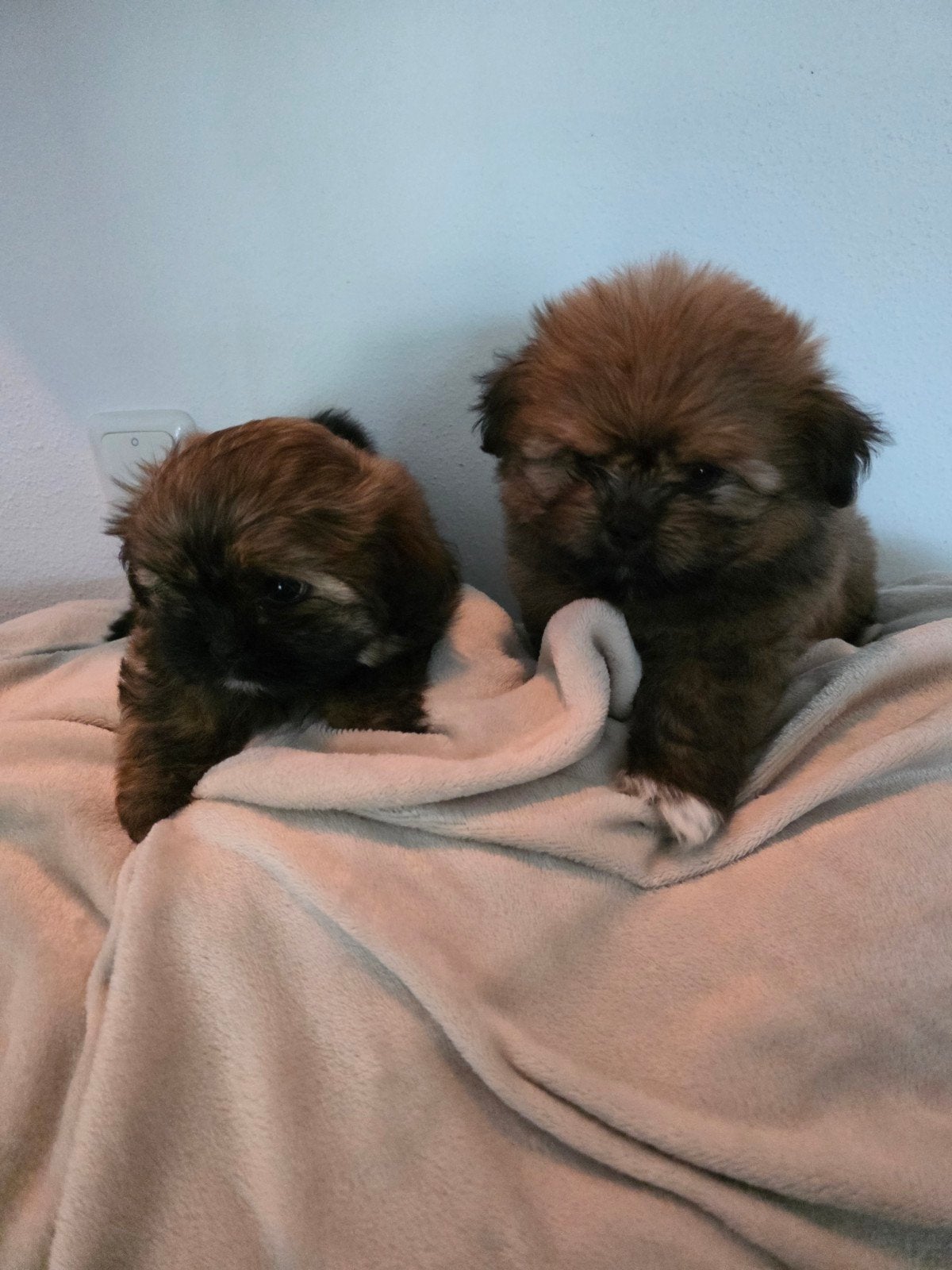 deze lieve prachtige pomchi pups mogen t nest verlaten, Parvo, Overige rassen, 8 tot 15 weken, Meerdere dieren