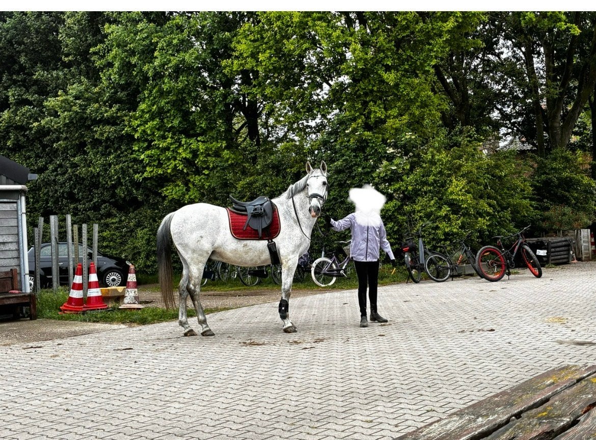 gezocht: stukje weiland voor 2 pony’s in omgeving Ooij, Dieren en Toebehoren, Weidegang, 2 of 3 paarden of pony's