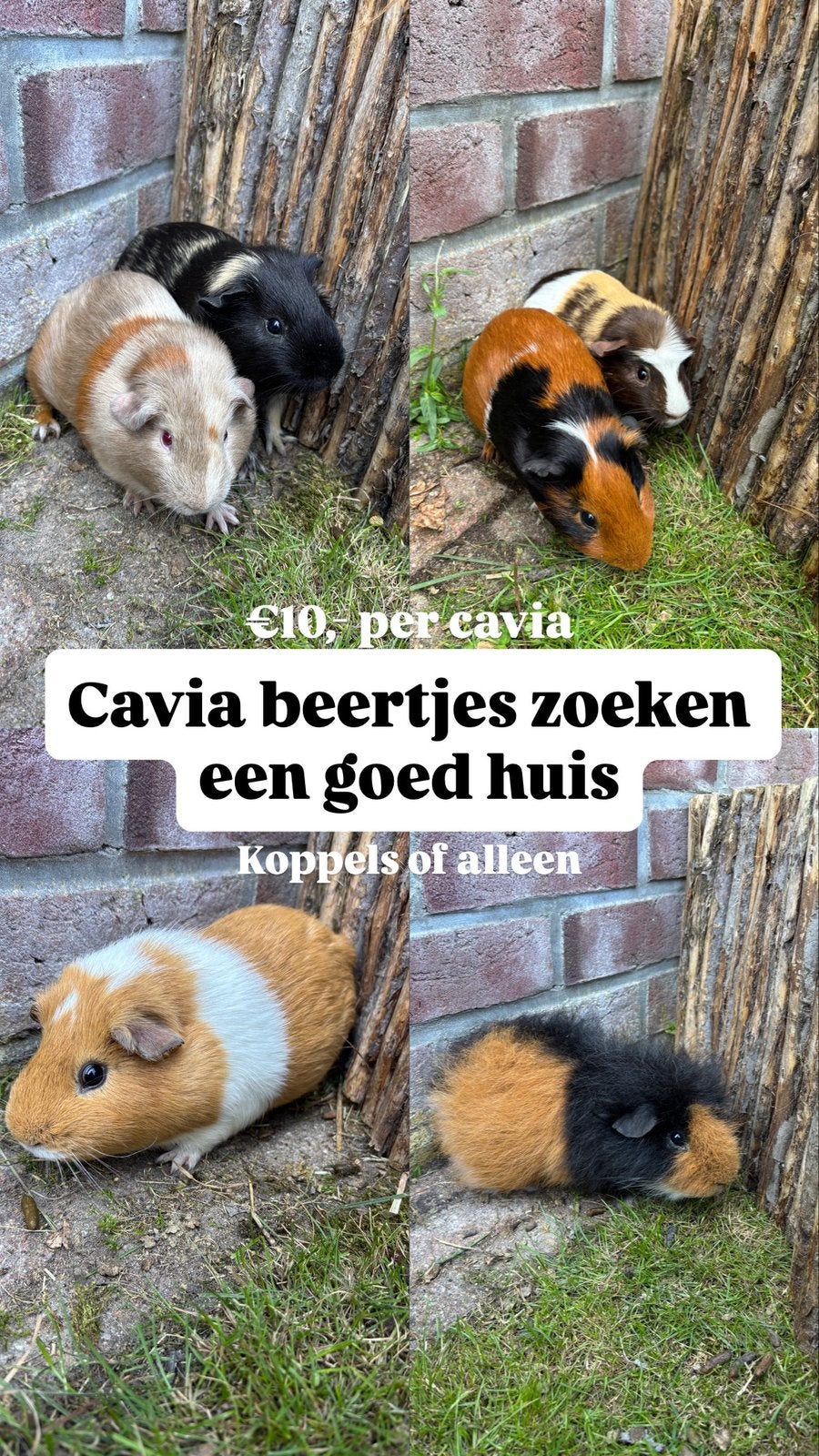 Cavia beren zoeken een goed huis, Cavia, Mannelijk, Januari, Tam