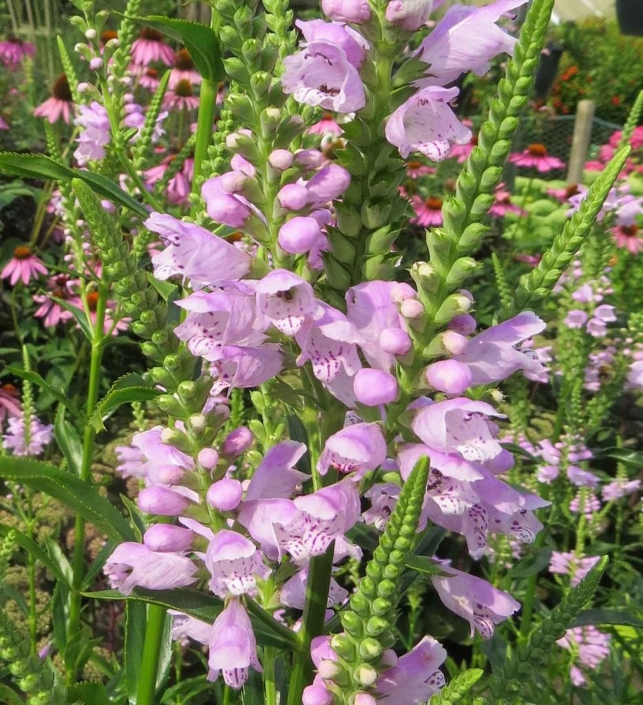 Vaste plant : Roze scharnierplant 2 euro., Volle zon, Vaste plant, Zomer, Ophalen