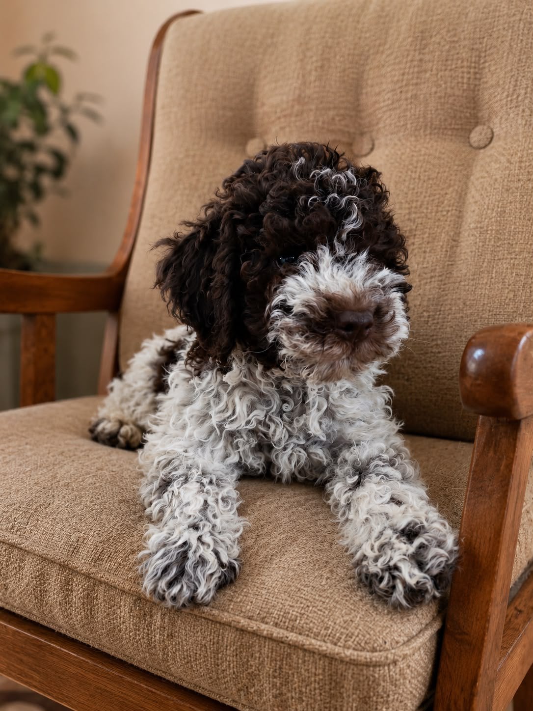 Lagotto romagnolo pup, 15 weken tot 1 jaar, Parvo, Eén hond, Nederland