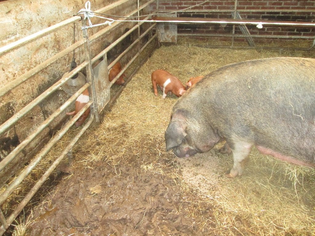 husumer biggen, Meerdere dieren, Varken, 0 tot 2 jaar