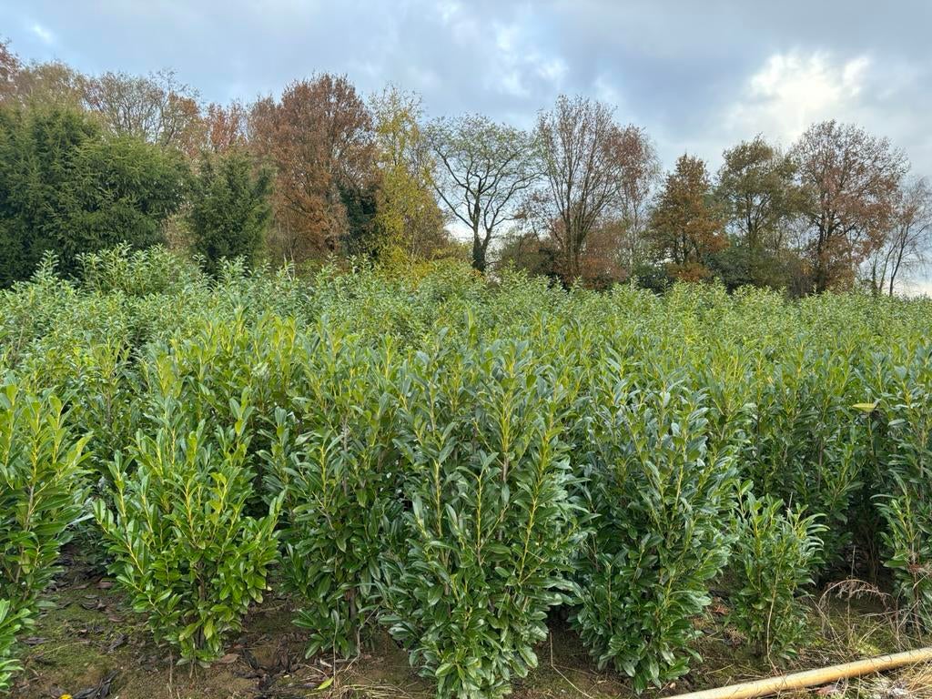 Laurier Elly smalgroeiende laurier haag planten, Ophalen, Laurier, 100 tot 250 cm