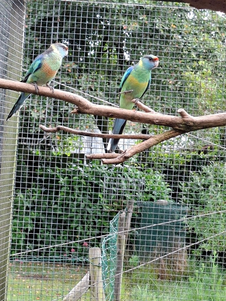 Barnards, Dieren en Toebehoren, Meerdere dieren, Parkiet, Geringd