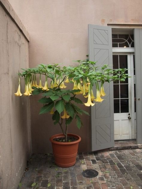 Gele Brugmansia, engelentrompet zaadjes, Verzenden, Gehele jaar, Halfschaduw, Zaad