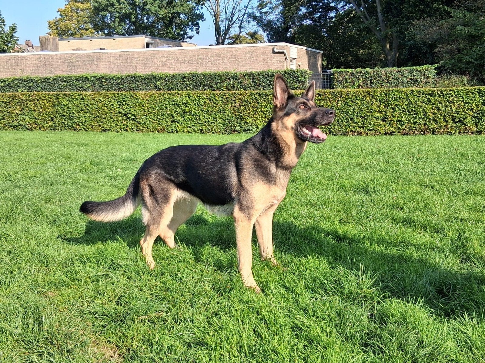 Mooie Duitse herder teef, Teef, Eén hond, CDV (hondenziekte), 3 tot 5 jaar