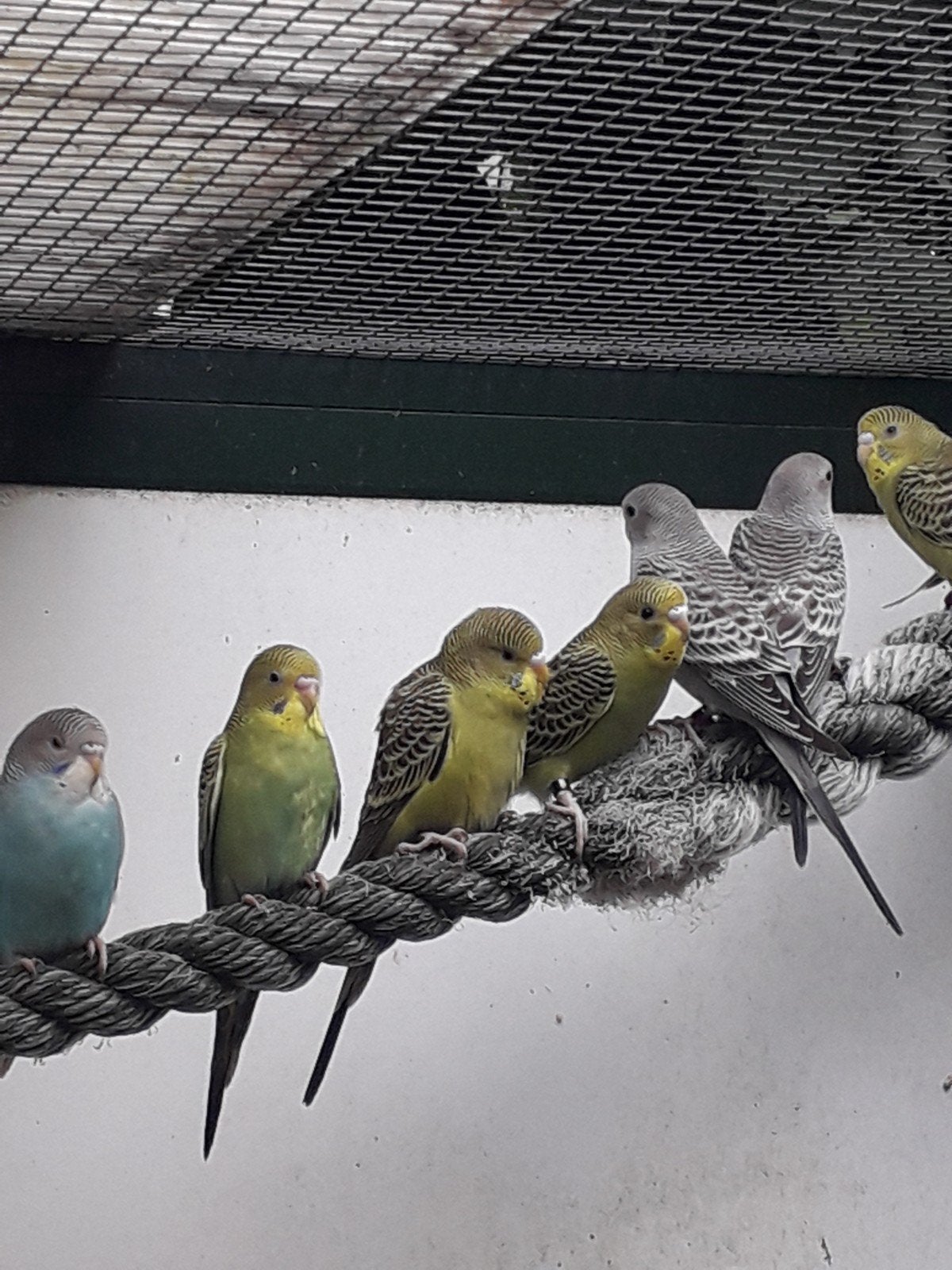 Jonge grasparkieten, Dieren en Toebehoren, Geslacht onbekend, Parkiet