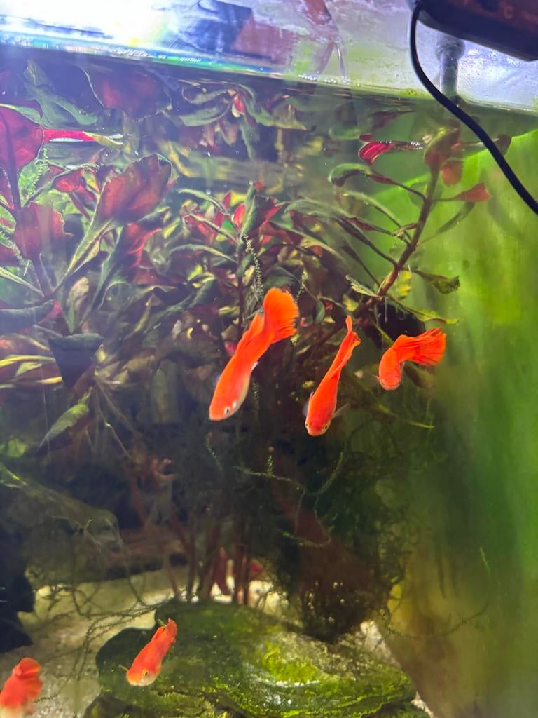 5 flamingo guppen, Vis, Zoetwatervis, Schoolvis