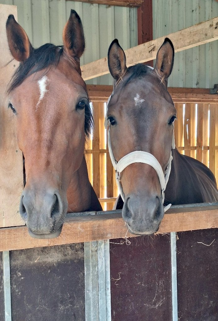 wegens beëindiging 2 superknappe jonge sportpaarden te koop, Met stamboom, Dressuurpaard, Zadelmak, Meerdere dieren