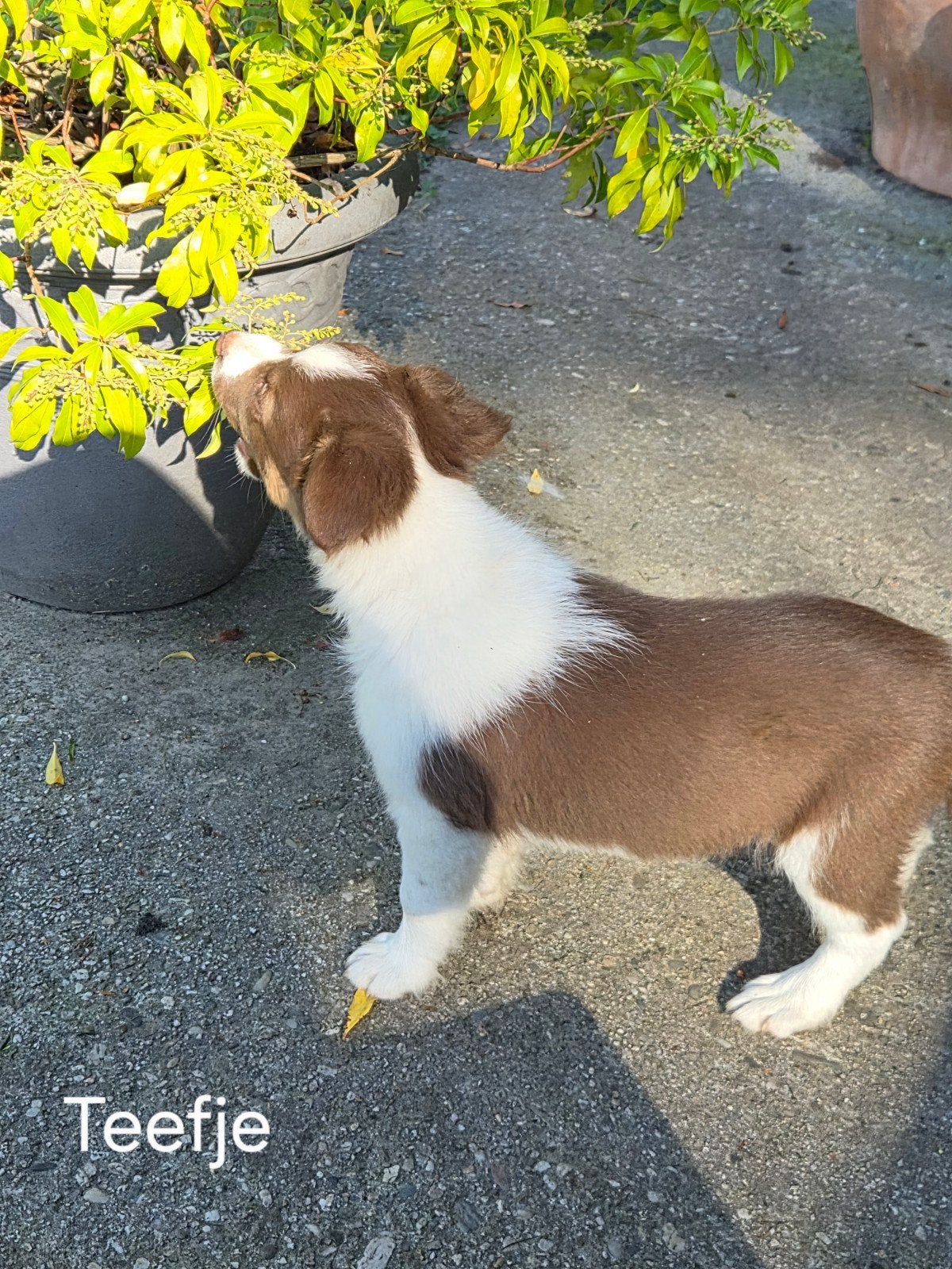 prachtige raszuivere Border Collie pups, 8 tot 15 weken, Collie, Meerdere, Meerdere dieren