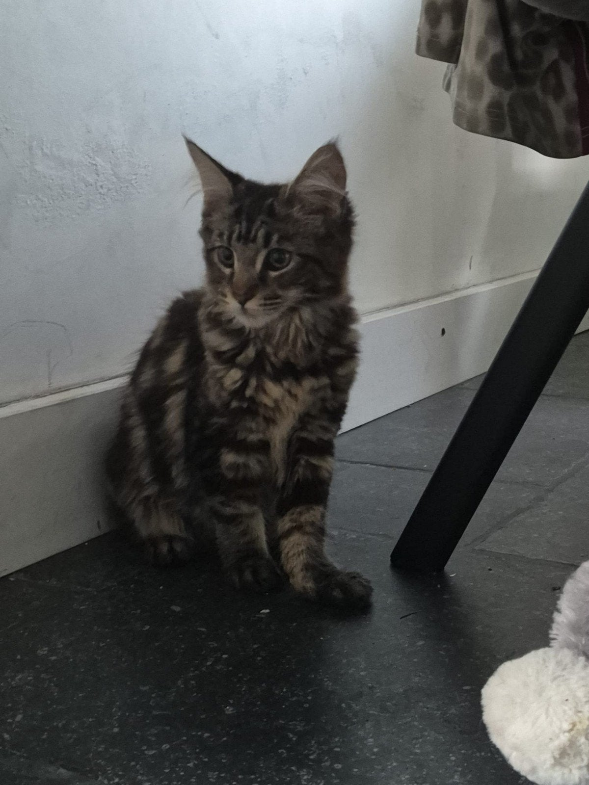 mainecoon kittens poes kater maine coon, Meerdere dieren, Gechipt