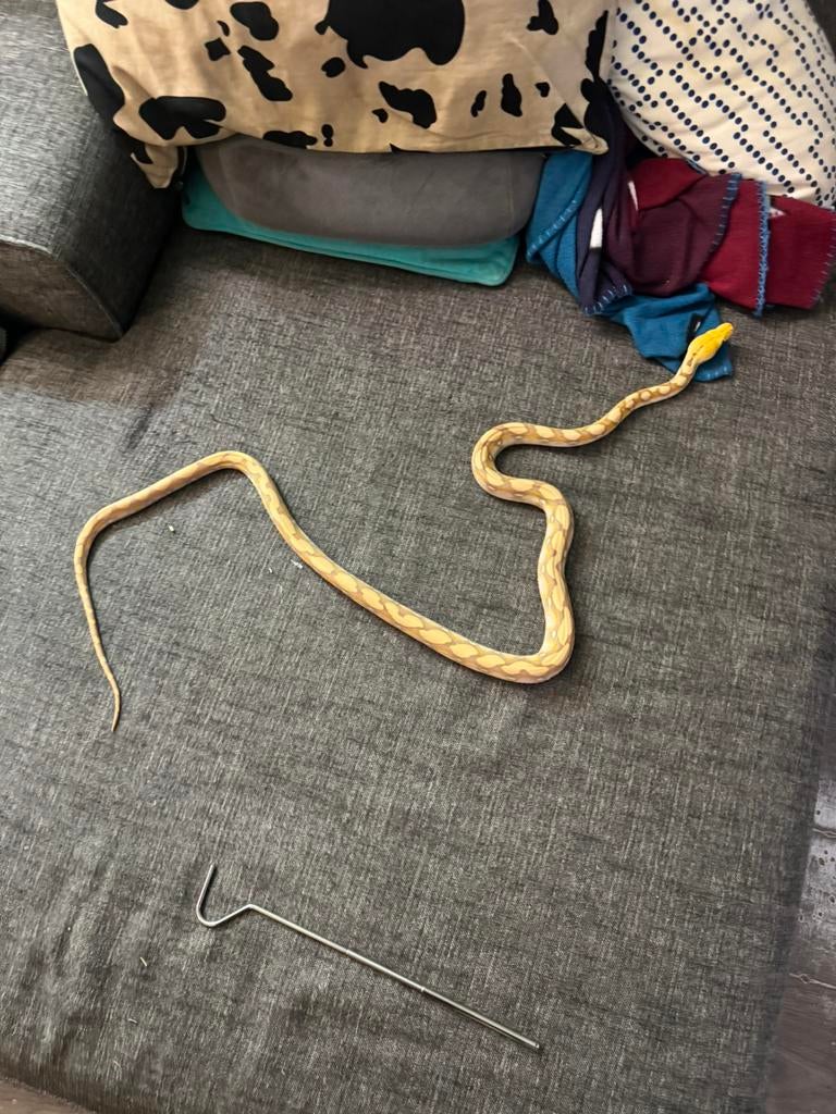 75% Superdwarf, purple albino retic Reticulated Python - female for sale from Roy