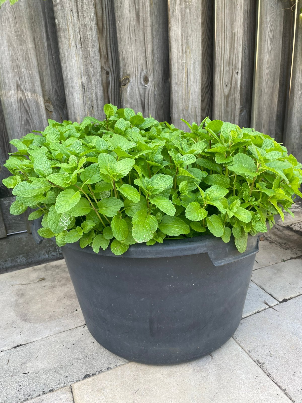 Verse pepermunt.  Per bos voor 1€   tijdelijk, Ophalen, Vaste plant, Groenteplanten, Volle zon