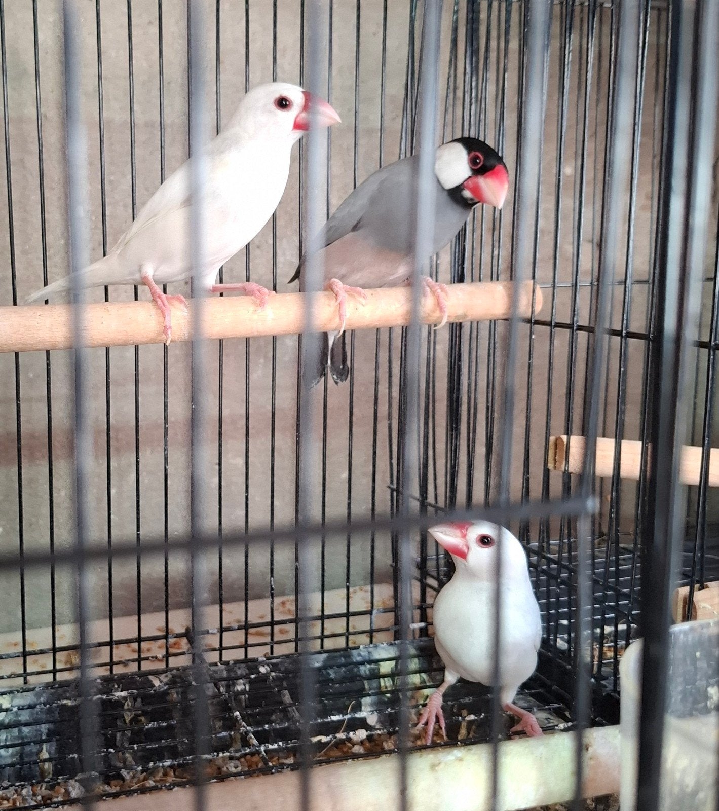 rijstvogels, Mannelijk