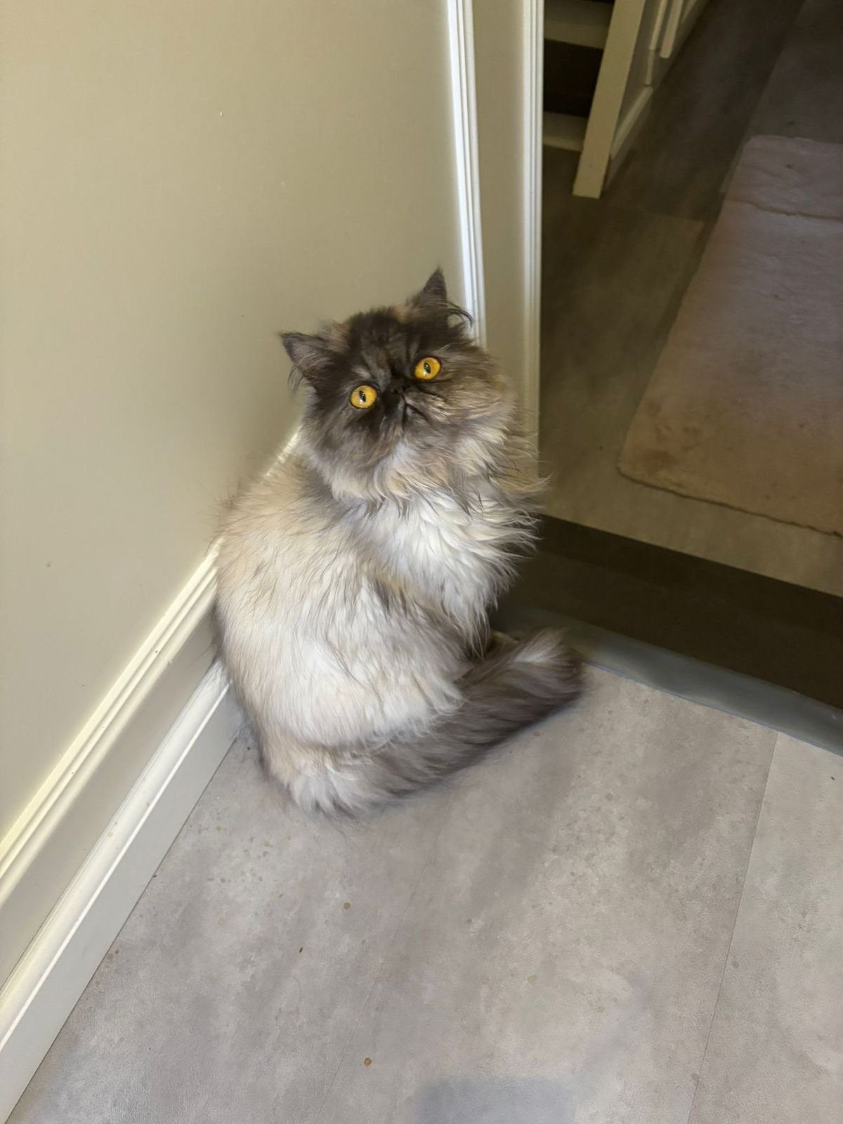 Perz poes, Poes