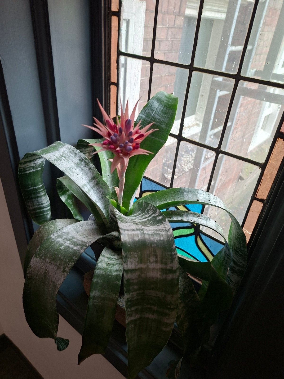 Prachtige bloeiende Guzmania kamerplant bromelia, Ophalen, Overige soorten, Halfschaduw, In pot