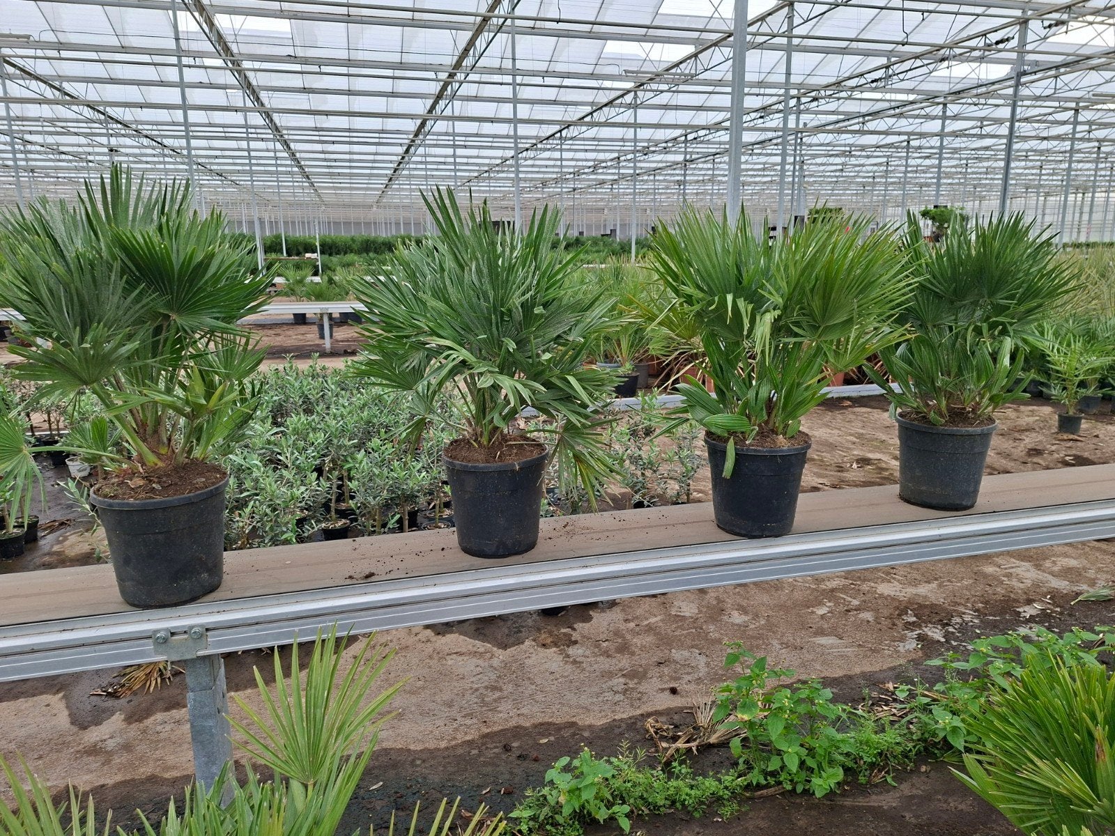 Chamaerops Vulcano pot24 - winterhard-15, Ophalen, Overige soorten, Volle zon