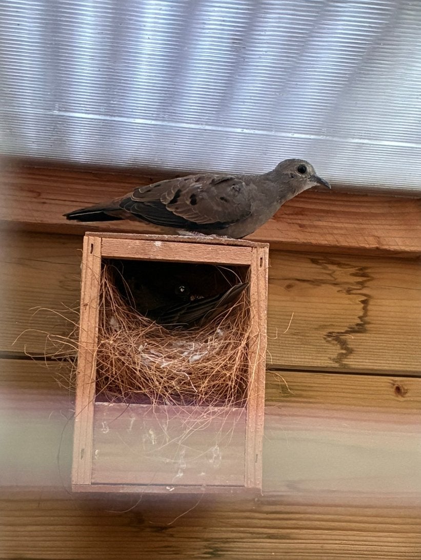 Steenduif (Talpacoti) te koop, Geslacht onbekend, Tropenvogel