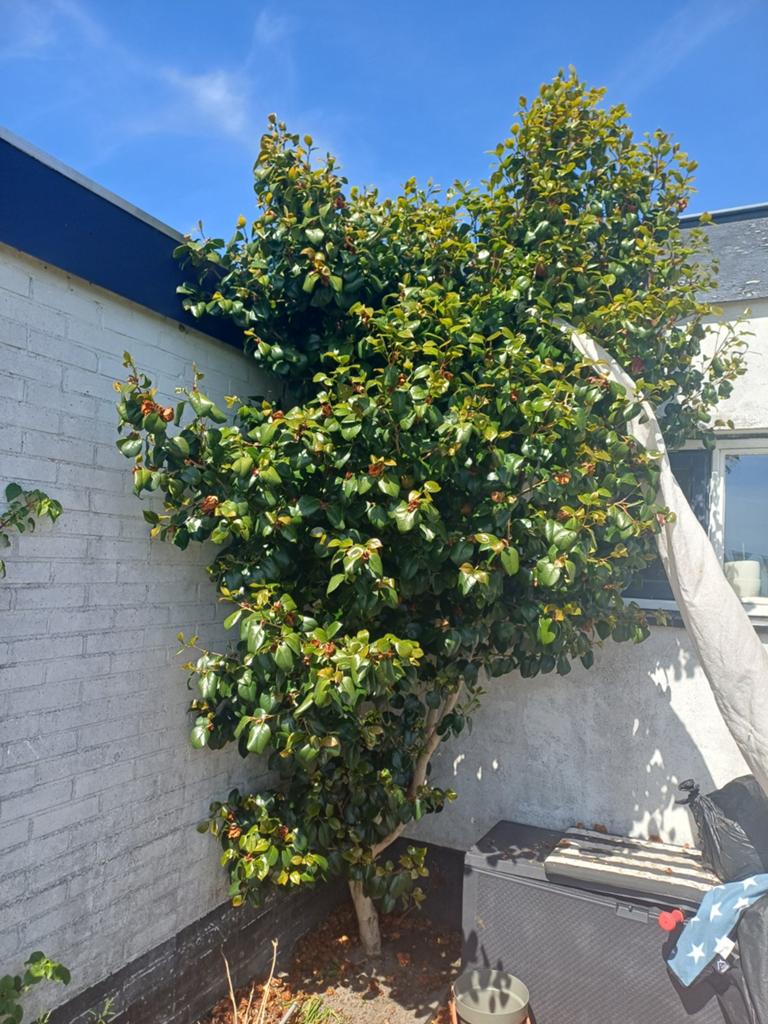 Camellia (Japanse Roos) met rode bloemen - zelf uitgraven, Vaste plant, Halfschaduw, Lente, Ophalen