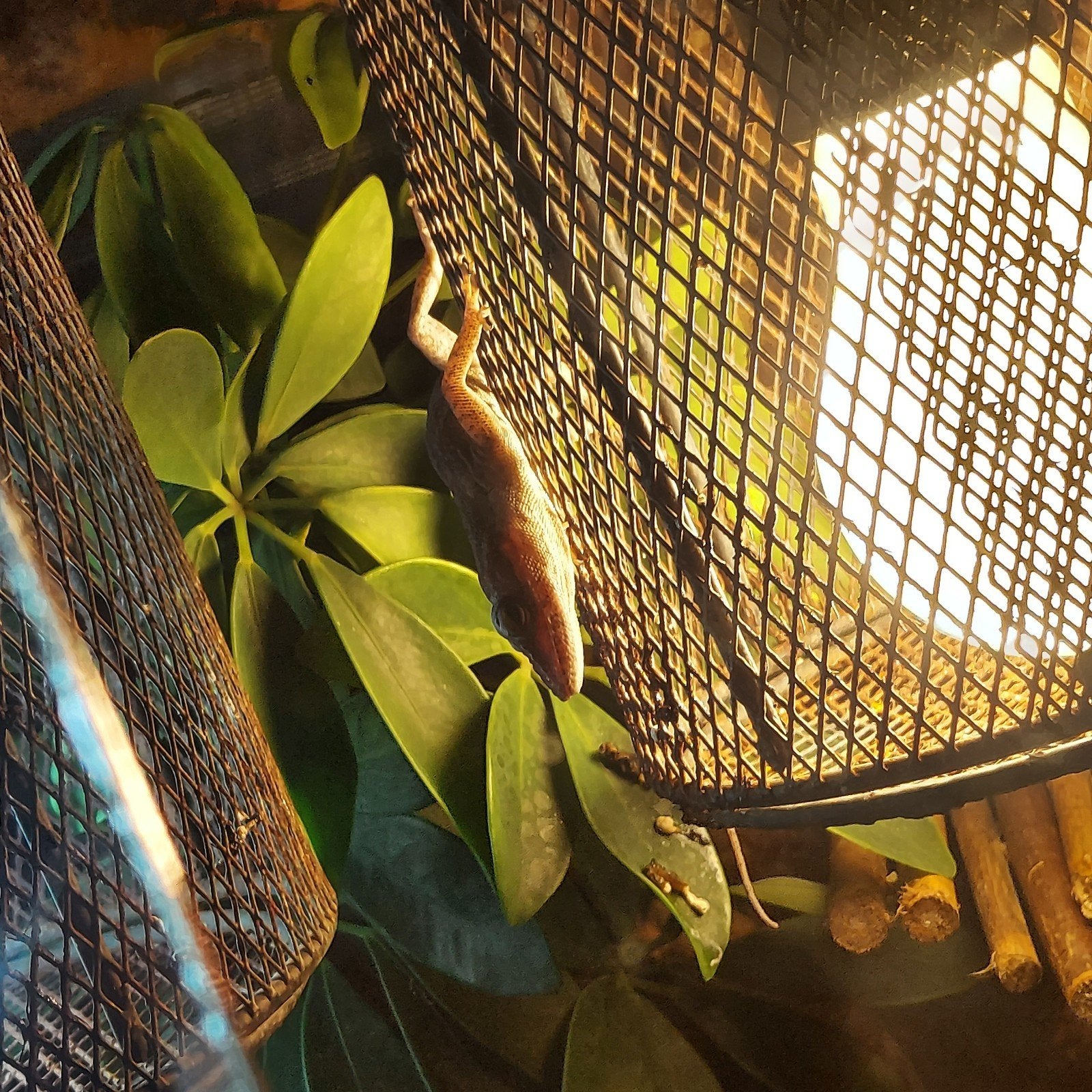 vrouw anolis met gratis hok, en toebehoren, Ophalen of Verzenden, Gebruikt, Terrarium of Paludarium
