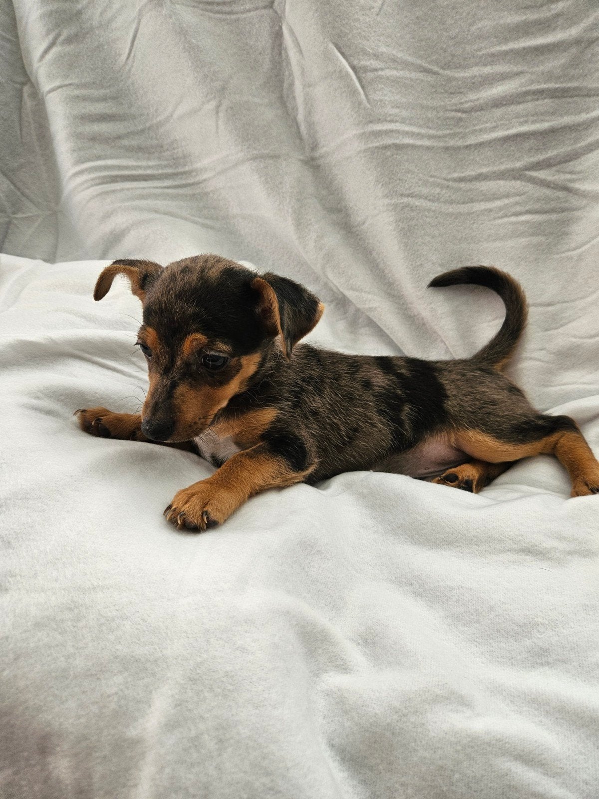 jackrussel pup( Merle.)., Dieren en Toebehoren, Honden | Jack Russells en Terriërs, Jack Russell Terriër, Reu, 8 tot 15 weken