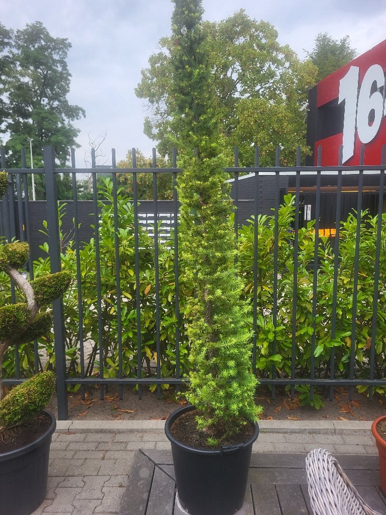 Larix kaempferi zuilvorm, Tuin en Terras, Planten | Bomen, Bloeit niet, Overige soorten, 100 tot 250 cm, Ophalen
