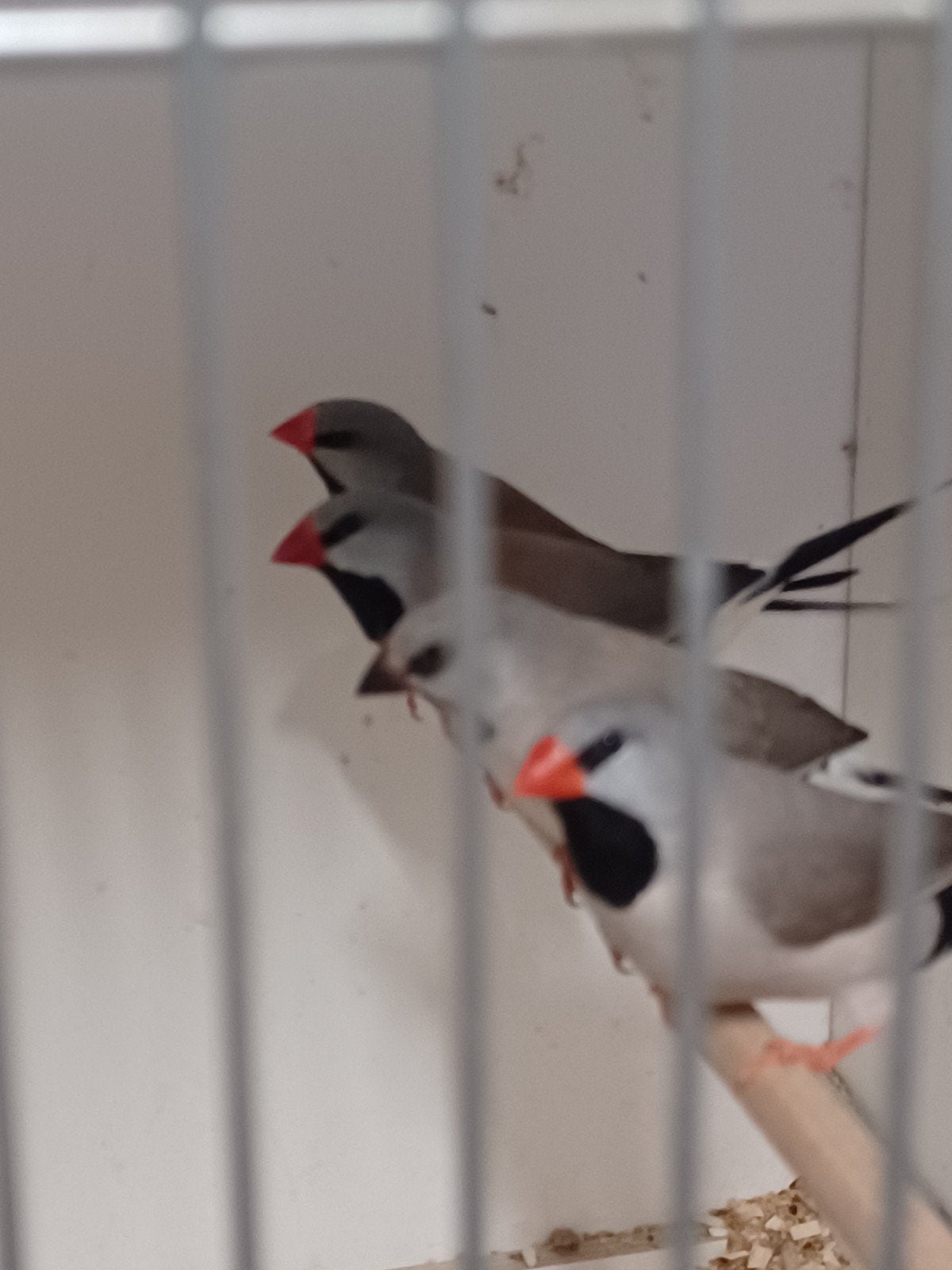 20 spitsstaartamadine, Dieren en Toebehoren, Meerdere dieren, Tropenvogel, Geringd