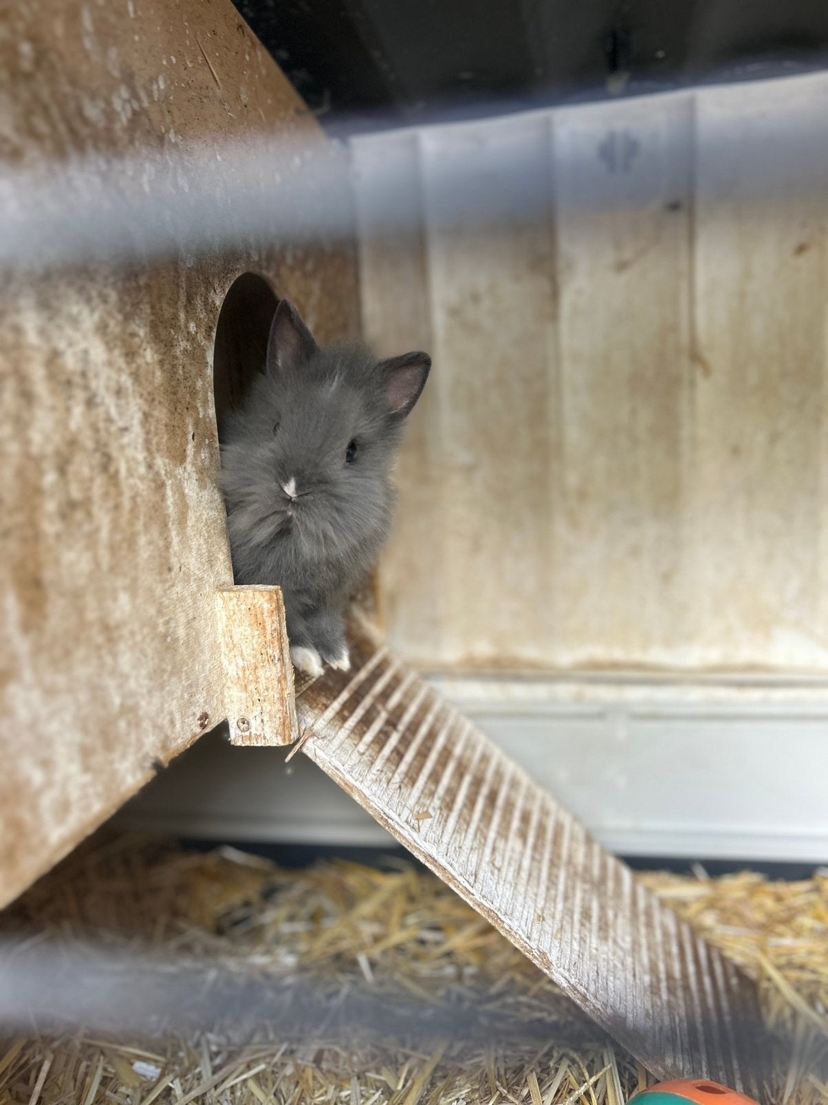 Teddy dwerg konijntje, Dieren en Toebehoren, Konijnen, Vrouwelijk, Dwerg