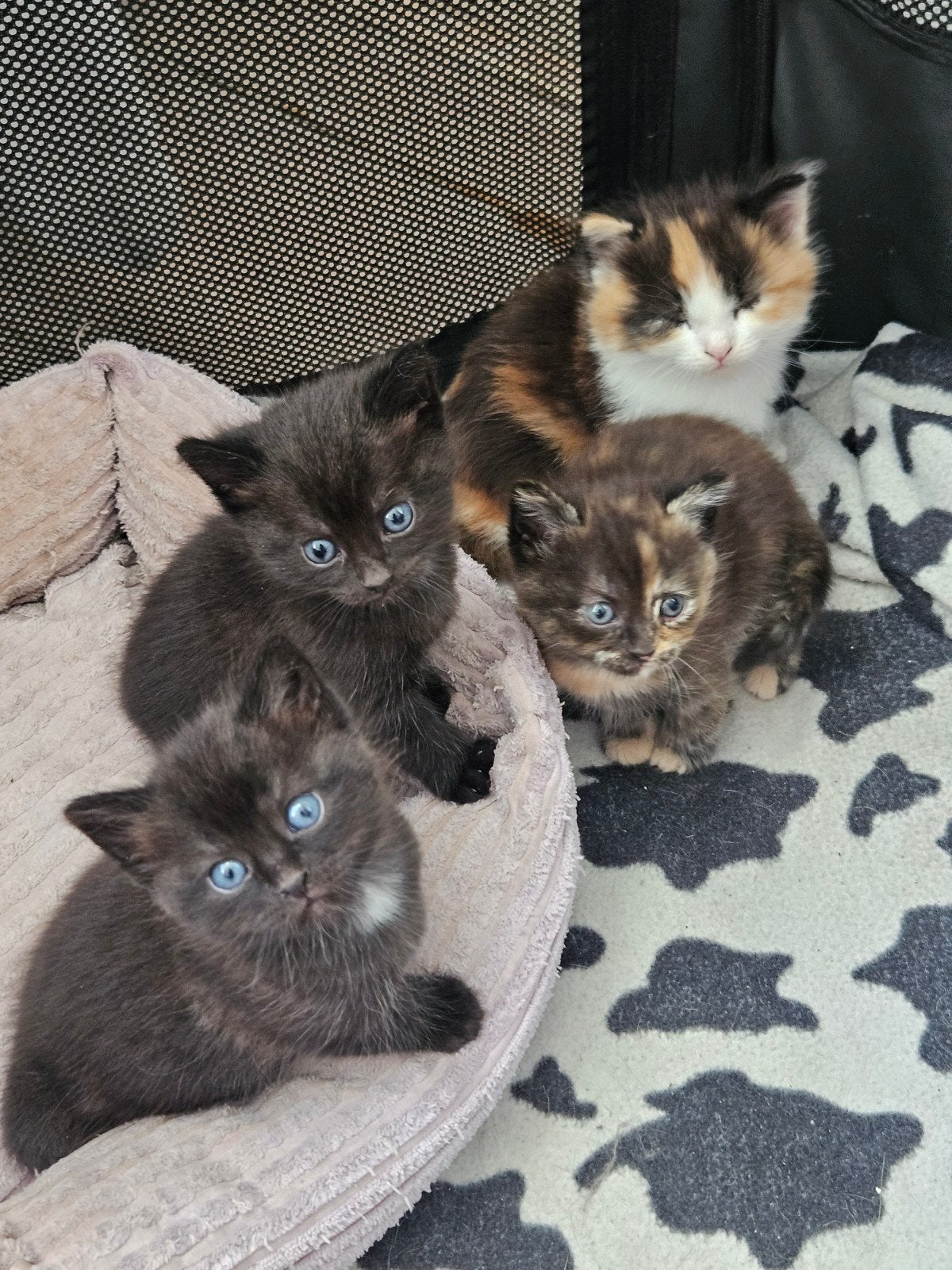 Kittens zoeken warm mandje, Meerdere dieren, Ontwormd