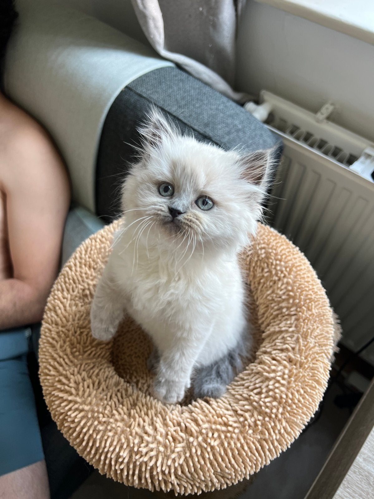 Cutest Kitten Ever!, Poes
