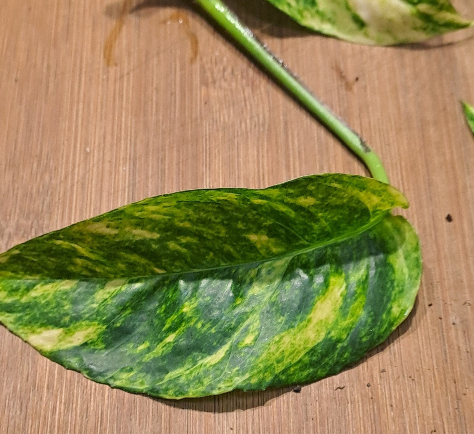 Epipremnum Pinnatum Goldfinger, Ophalen of Verzenden, Halfschaduw, Minder dan 100 cm